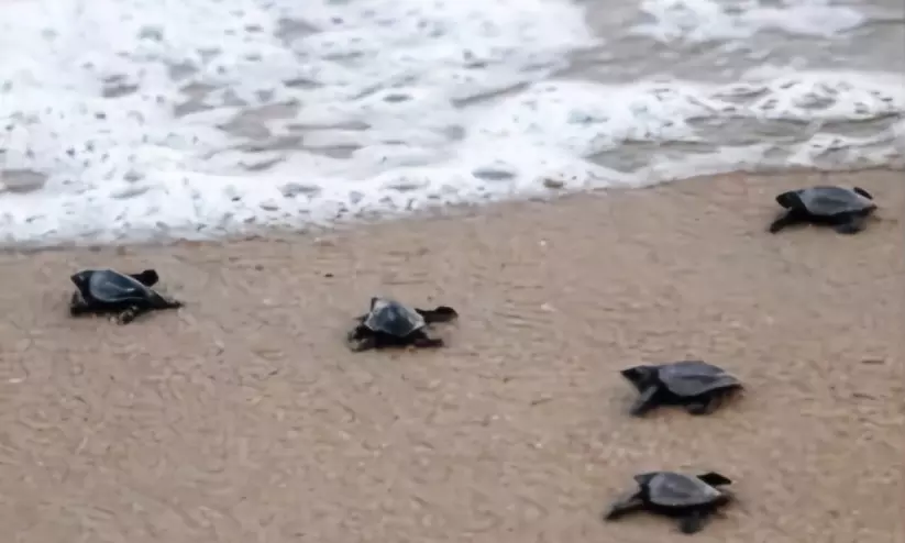 ഉത്തര കന്നടയിൽ സമുദ്ര സംരക്ഷിത മേഖല പദ്ധതി ഉത്തര കന്നടയിൽ സമുദ്ര സംരക്ഷിത മേഖല പദ്ധതി