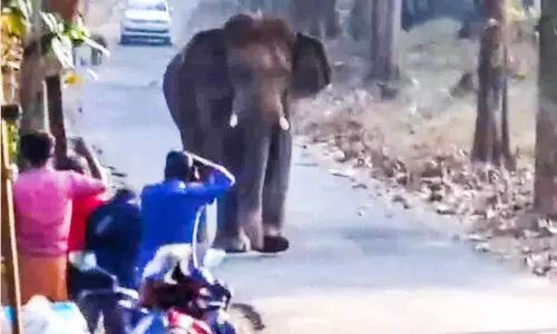 ആനയെ പകർത്താൻ യുട്യൂബർമാർ ; അപകട ഭീഷണി ആനയെ പകർത്താൻ യുട്യൂബർമാർ ; അപകട ഭീഷണി