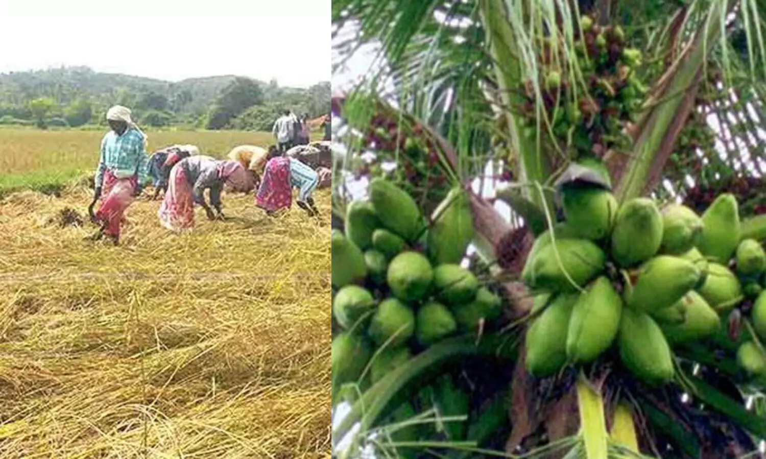 നെല്ല് വികസനത്തിന് 150 കോടി, നാളികേര വികസനത്തിന് കോടി