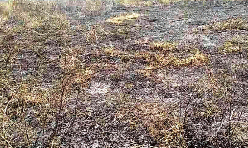 വേ​ന​ൽ ക​ന​ത്തു​തു​ട​ങ്ങി; തീ​പി​ടി​ത്ത​ം പ​തി​വാ​യി