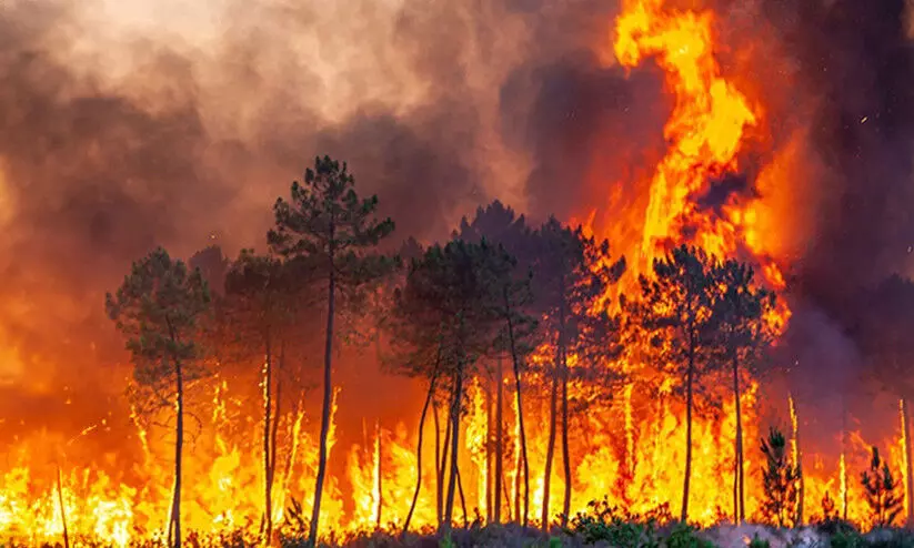 വേനൽച്ചൂട് കനക്കുന്നു; തീപീടിത്ത ഭീഷണിയിൽ മലയോരം വേനൽച്ചൂട് കനക്കുന്നു; തീപീടിത്ത ഭീഷണിയിൽ മലയോരം