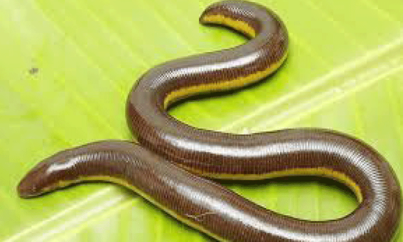 ഇരുതലമൂരിയെ ചാക്കിനുള്ളിൽ ക​ണ്ടെത്തിയ സംഭവം; ദുരൂഹത തുടരുന്നു