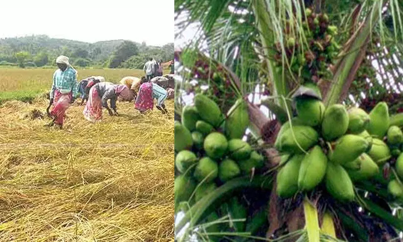 നെല്ല് വികസനത്തിന് 150 കോടി, നാളികേര വികസനത്തിന് കോടി