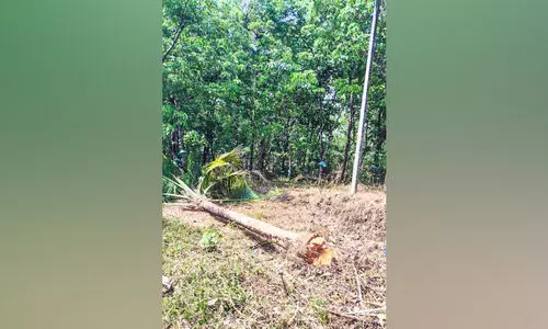 vettilapara vettilapara