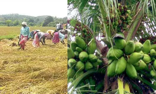 നെല്ല് വികസനത്തിന് 150 കോടി, നാളികേര വികസനത്തിന് കോടി