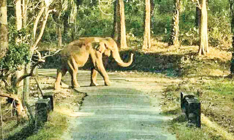 വെറ്റിലപ്പാറ പാലത്തിനടുത്ത് കാട്ടാന വിളയാട്ടം വെറ്റിലപ്പാറ പാലത്തിനടുത്ത് കാട്ടാന വിളയാട്ടം