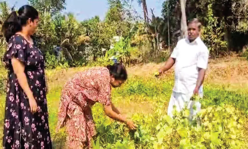 വീട്ടുതൊടിയിലെ ഉഴുന്ന് കൃഷിയിൽ നൂറുമേനിയുമായി വീട്ടമ്മ വീട്ടുതൊടിയിലെ ഉഴുന്ന് കൃഷിയിൽ നൂറുമേനിയുമായി വീട്ടമ്മ