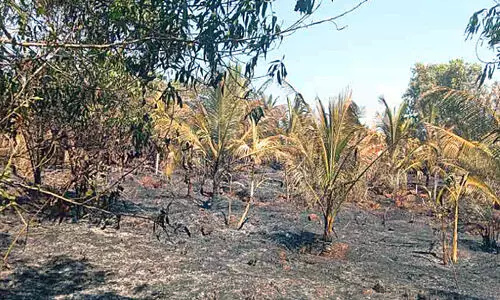 തീ​പി​ടി​ത്ത​ത്തി​ൽ ര​ണ്ടേ​ക്ക​ർ കൃ​ഷി​യി​ടം ന​ശി​ച്ചു