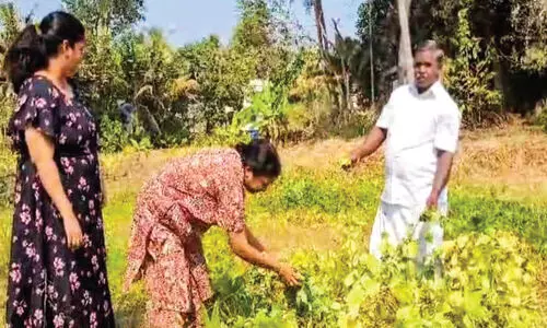 വീട്ടുതൊടിയിലെ ഉഴുന്ന് കൃഷിയിൽ നൂറുമേനിയുമായി വീട്ടമ്മ