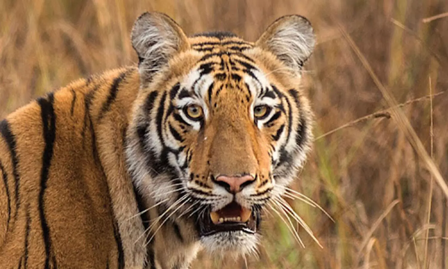 കടുവയുടെ സാന്നിധ്യം സ്ഥിരീകരിച്ച കുളങ്ങാട്ടുകുഴി മേഖലയിൽ നിരീക്ഷണം ശക്തമാക്കി