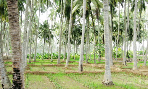 കീ​ട​ങ്ങ​ളു​ടെ ആ​ക്ര​മ​ണം, കാ​ലാ​വ​സ്ഥ വ്യ​തി​യാ​നം; ദോ​ഫാ​റി​ൽ നാ​ളി​കേ​ര ഉ​ൽ​പാ​ദ​നം കു​റ​യു​ന്നു