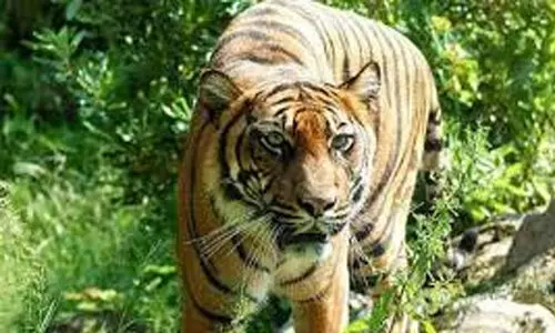 വയനാട്ടിൽ ജനവാസ മേഖലയിൽ വീണ്ടും കടുവാ സാന്നിധ്യം വയനാട്ടിൽ ജനവാസ മേഖലയിൽ വീണ്ടും കടുവാ സാന്നിധ്യം