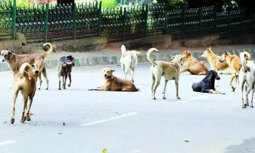 മം​ഗ​ളൂ​രു കോ​ർ​പ​റേ​ഷ​ൻ തെ​രു​വ് നാ​യ്ക്ക​ളു​ടെ സ​മ​ഗ്ര സ​ർ​വേ ന​ട​ത്തു​ന്നു