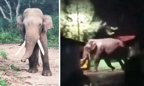 പടയപ്പയും വിരികൊമ്പനും; ഭീതിയിൽ ​തോട്ടം മേഖല