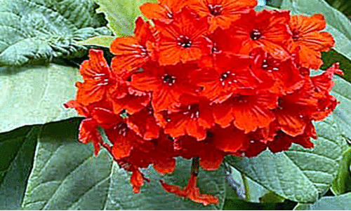 ജെറേനിയം ട്രീ ജെറേനിയം ട്രീ