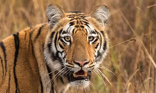 കടുവയുടെ സാന്നിധ്യം സ്ഥിരീകരിച്ച കുളങ്ങാട്ടുകുഴി മേഖലയിൽ നിരീക്ഷണം ശക്തമാക്കി