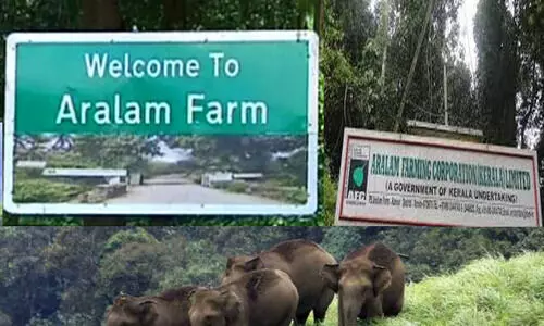 ആറളം ഫാമിലെ ഭൂമിയിൽ സ്വകാര്യ സംരംഭകർക്കൊപ്പം പങ്കാളിത്ത കൃഷി, എതിർപ്പുമായി ആദിവാസി ക്ഷേമസമിതി