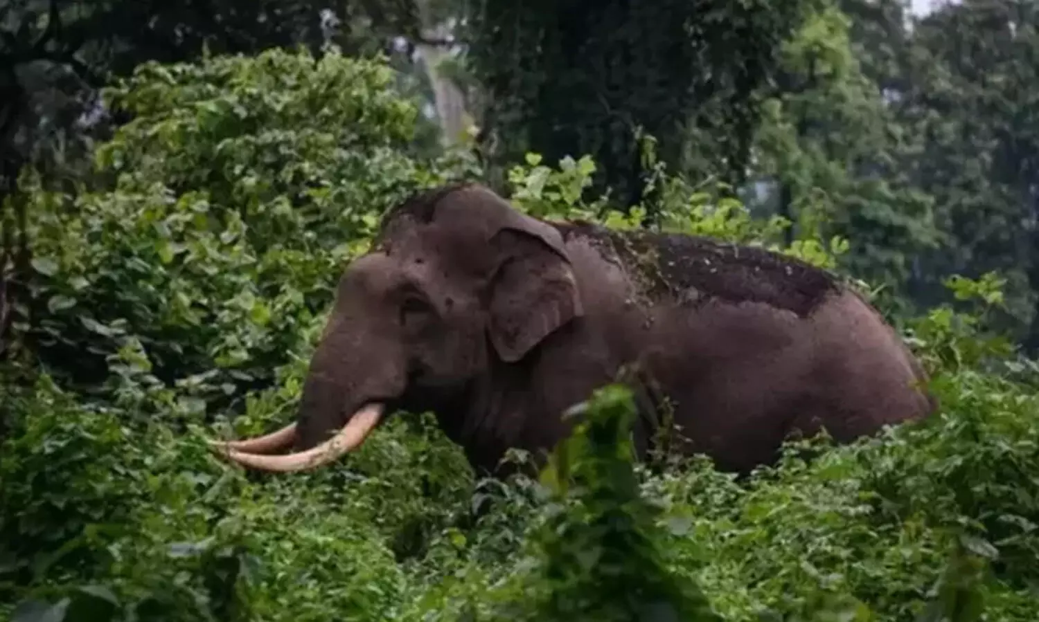 കുളിക്കടവിലേക്ക് നടന്നുപോകവേ കാട്ടാന ആക്രമണം; ഇടുക്കിയിൽ വീട്ടമ്മക്ക്​ ദാരുണാന്ത്യം