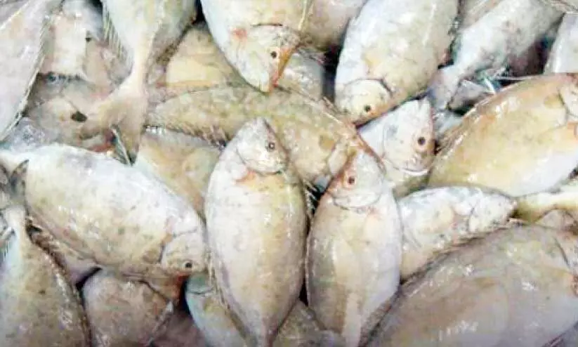 മത്സ്യബന്ധന നിരോധനം; പുനഃപരിശോധിക്കണമെന്ന് മത്സ്യത്തൊഴിലാളികൾ മത്സ്യബന്ധന നിരോധനം; പുനഃപരിശോധിക്കണമെന്ന് മത്സ്യത്തൊഴിലാളികൾ