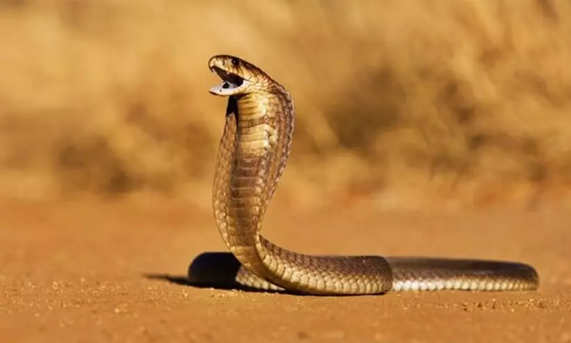 പാമ്പ് കടിയേറ്റുള്ള മരണം: ഇനി നാല് ലക്ഷം രൂപ സഹായം