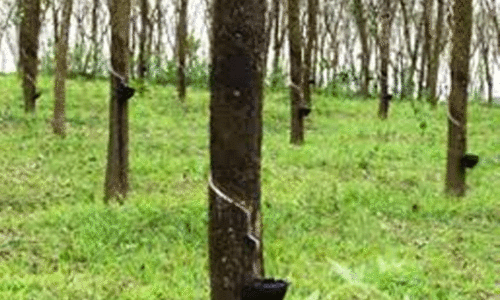 കരുതലോടെ  റബർ വിപണി