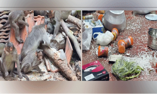 കുരങ്ങുശല്യം രൂക്ഷം ; പൊറുതിമുട്ടി നാട്ടുകാർ കുരങ്ങുശല്യം രൂക്ഷം ; പൊറുതിമുട്ടി നാട്ടുകാർ