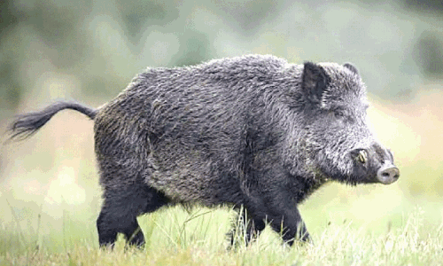 കാട്ടുപന്നി ശല്യം; കറുകച്ചാൽ പഞ്ചായത്ത്​ തോക്കെടുക്കുന്നു