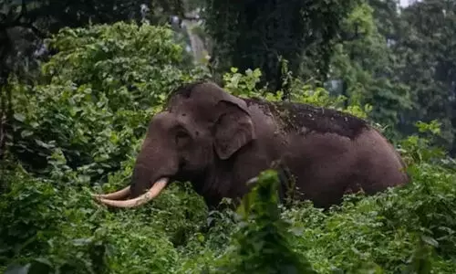 കുളിക്കടവിലേക്ക് നടന്നുപോകവേ കാട്ടാന ആക്രമണം; ഇടുക്കിയിൽ വീട്ടമ്മക്ക് ദാരുണാന്ത്യം കുളിക്കടവിലേക്ക് നടന്നുപോകവേ കാട്ടാന ആക്രമണം; ഇടുക്കിയിൽ വീട്ടമ്മക്ക് ദാരുണാന്ത്യം