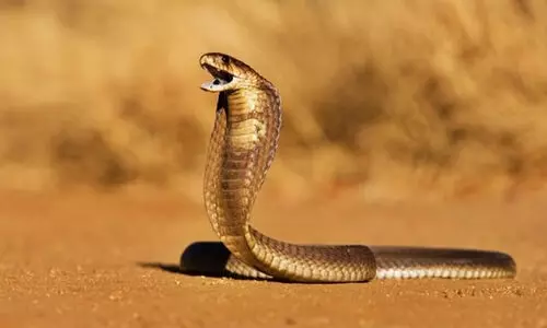 പാമ്പ് കടിയേറ്റുള്ള മരണം: ഇനി നാല് ലക്ഷം രൂപ സഹായം