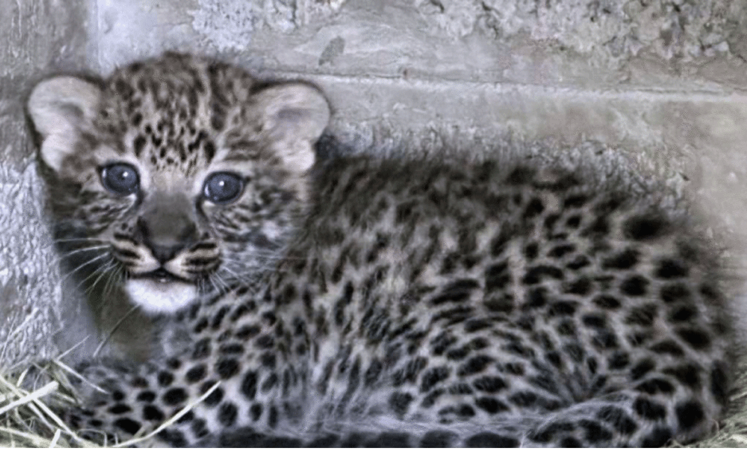 ഷാ​ർ​ജ​യി​ൽ അ​റേ​ബ്യ​ൻ പു​ള്ളി​പ്പു​ലി ജ​നി​ച്ചു