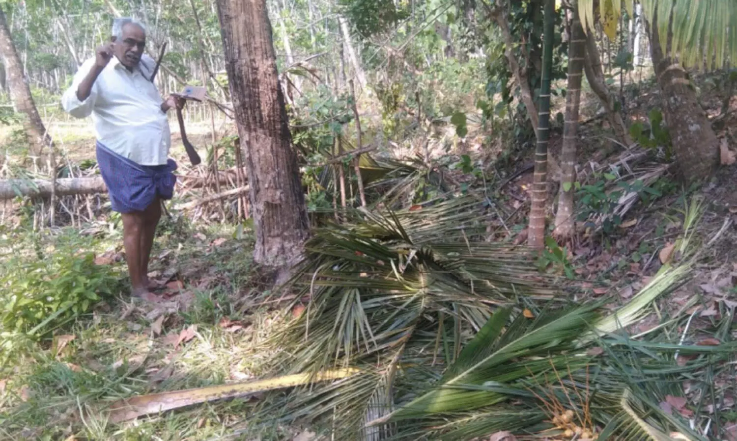 ജനവാസ മേഖലയിലെത്തിയ കാട്ടാനക്കൂട്ടം കൃഷി നശിപ്പിച്ചു