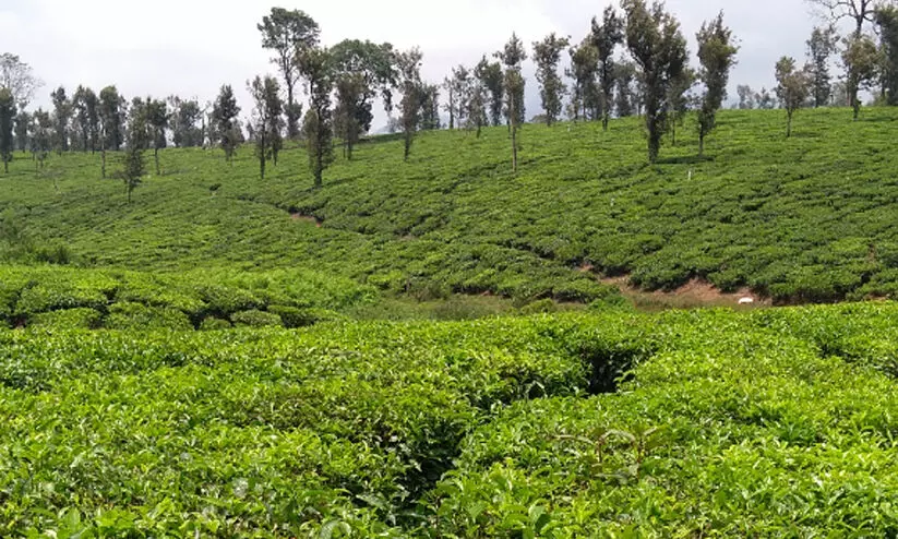 Harrison Plantation Harrison Plantation