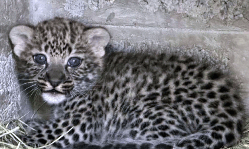 ഷാ​ർ​ജ​യി​ൽ അ​റേ​ബ്യ​ൻ പു​ള്ളി​പ്പു​ലി ജ​നി​ച്ചു