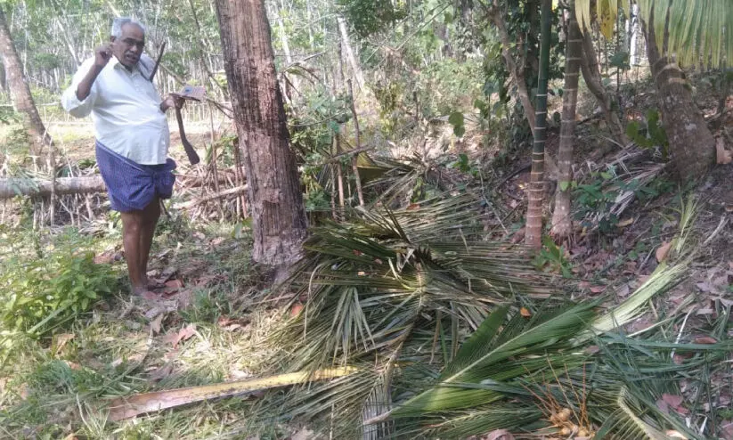 ജനവാസ മേഖലയിലെത്തിയ കാട്ടാനക്കൂട്ടം കൃഷി നശിപ്പിച്ചു