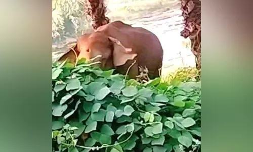 wild elephant
