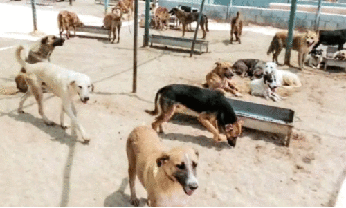 തെ​രു​വുനാ​യ്ക്ക​ൾ​ക്ക് അ​ഭ​യ​കേ​ന്ദ്ര​മൊ​രു​ക്കാ​ൻ കു​വൈ​ത്ത് മു​നി​സി​പ്പാ​ലി​റ്റി