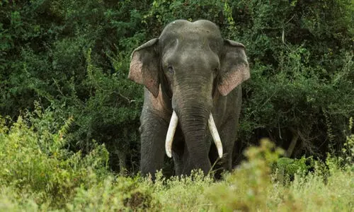 elephant