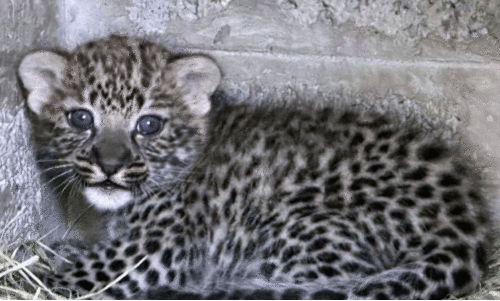 ഷാ​ർ​ജ​യി​ൽ അ​റേ​ബ്യ​ൻ പു​ള്ളി​പ്പു​ലി ജ​നി​ച്ചു