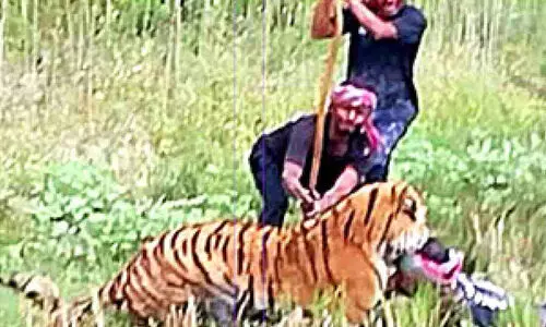 വനം വകുപ്പ് ജീവനക്കാരനു മേൽ പാഞ്ഞു കയറിയ ​റോയൽ ബംഗാൾ കടുവയെ കൂട്ടിലാക്കി