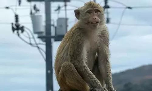 പവർ സ്റ്റേഷനിലേക്ക് അതിക്രമിച്ചു കയറി കുരങ്ങൻ; ഇരുട്ടിലായി ശ്രീലങ്ക