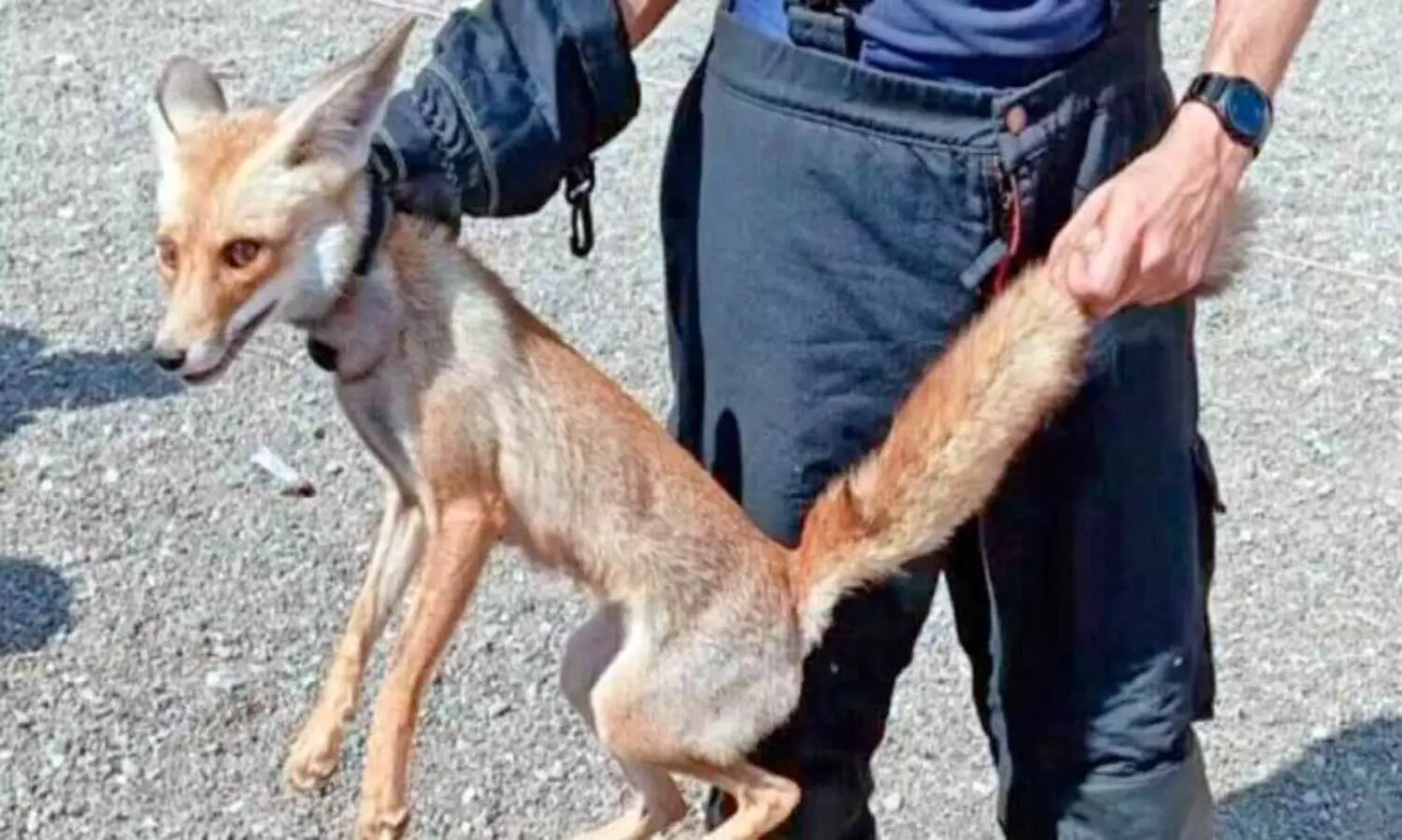 വീ​ട്ടി​ല്‍ ക​ണ്ടെ​ത്തി​യ റെ​ഡ് ഫോ​ക്‌​സി​നെ കാ​ട്ടി​ൽ വി​ട്ട​യ​ച്ചു