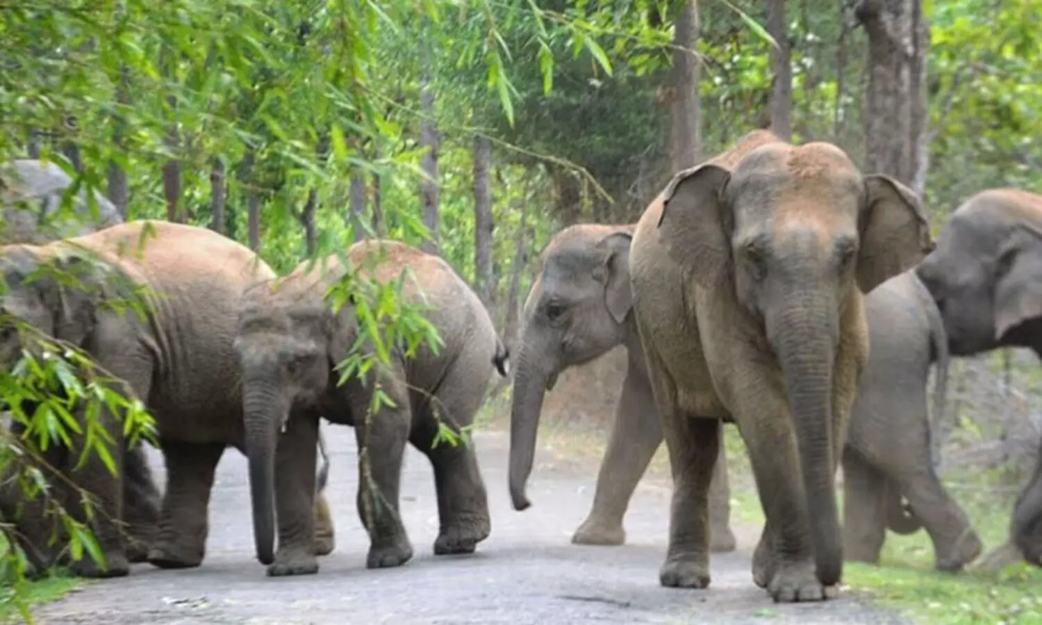 വന്യജീവി ആക്രമണം: ഇടതു സര്‍ക്കാര്‍ ഭരണത്തില്‍ മനുഷ്യ ജീവനുകള്‍ക്ക് പുല്ലുവില-എസ്.ഡി.പി.ഐ