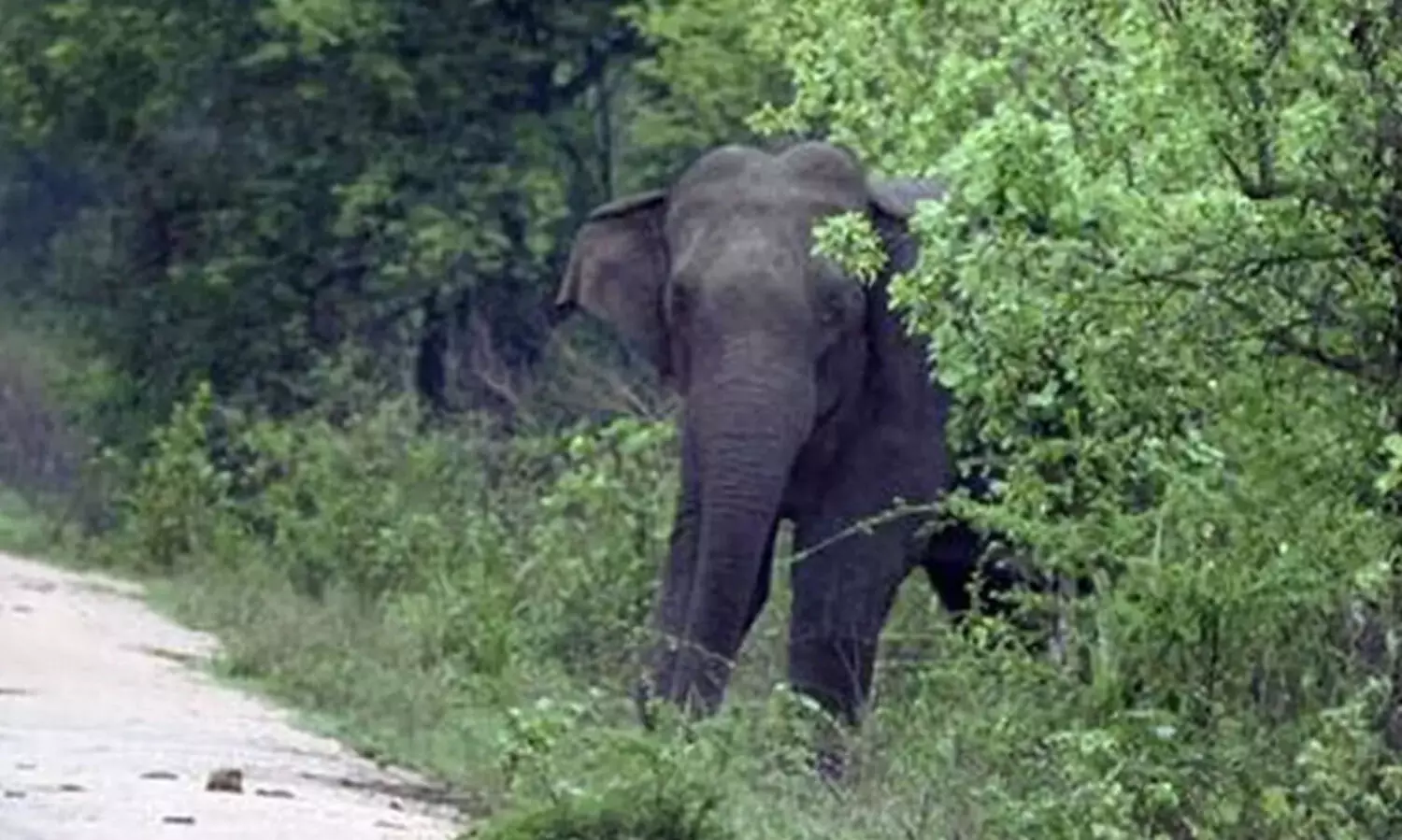 വയനാട്ടിൽ 2016 മുതൽ 2024 വരെ കാട്ടാന ആക്രമണത്തിൽ കൊല്ലപ്പെട്ടത് 33 പേർ