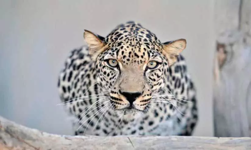 അൽഉലയിൽ ‘അന്താരാഷ്ട്ര അറേബ്യൻ പുള്ളിപ്പുലി ദിനം’ ആഘോഷിച്ചു അൽഉലയിൽ ‘അന്താരാഷ്ട്ര അറേബ്യൻ പുള്ളിപ്പുലി ദിനം’ ആഘോഷിച്ചു