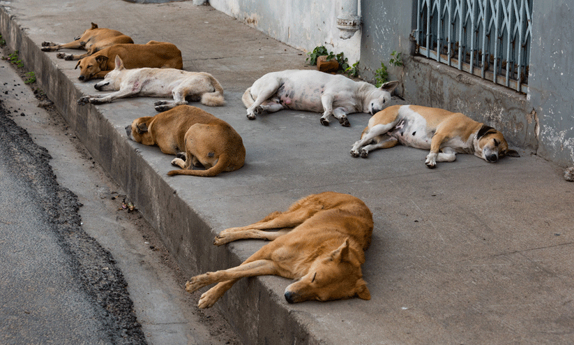 ആലപ്പുഴ നഗരത്തിൽ തെരുവുനായ്ക്കൾ അപ്രത്യക്ഷമായി