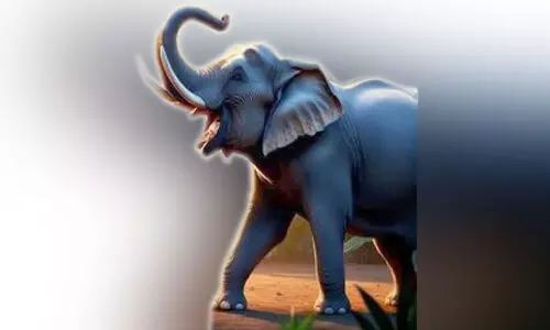 വന്യജീവി ആക്രമണം; വനത്തിൽ പാർക്കാൻ ഇടമില്ലാതെ കാട്ടാനകൾ