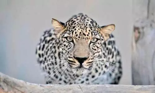 അ​ൽ​ഉ​ല​യി​ൽ ‘അ​ന്താ​രാ​ഷ്​​ട്ര അ​റേ​ബ്യ​ൻ പു​ള്ളി​പ്പു​ലി ദി​നം’ ആ​ഘോ​ഷി​ച്ചു