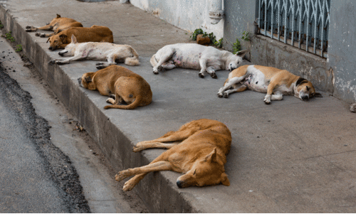 ആലപ്പുഴ നഗരത്തിൽ തെരുവുനായ്ക്കൾ അപ്രത്യക്ഷമായി ആലപ്പുഴ നഗരത്തിൽ തെരുവുനായ്ക്കൾ അപ്രത്യക്ഷമായി