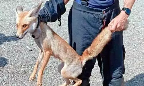 വീ​ട്ടി​ല്‍ ക​ണ്ടെ​ത്തി​യ റെ​ഡ് ഫോ​ക്‌​സി​നെ കാ​ട്ടി​ൽ വി​ട്ട​യ​ച്ചു