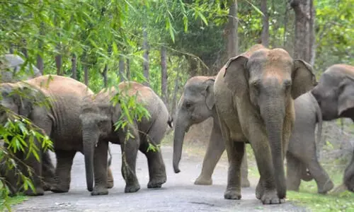 വന്യജീവി ആക്രമണം: ഇടതു സര്‍ക്കാര്‍ ഭരണത്തില്‍ മനുഷ്യ ജീവനുകള്‍ക്ക് പുല്ലുവില-എസ്.ഡി.പി.ഐ